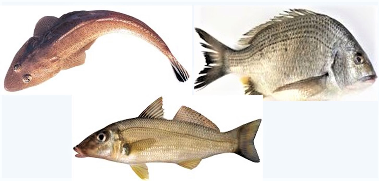 Superb Tips For Fishing At Thompson’s Beach