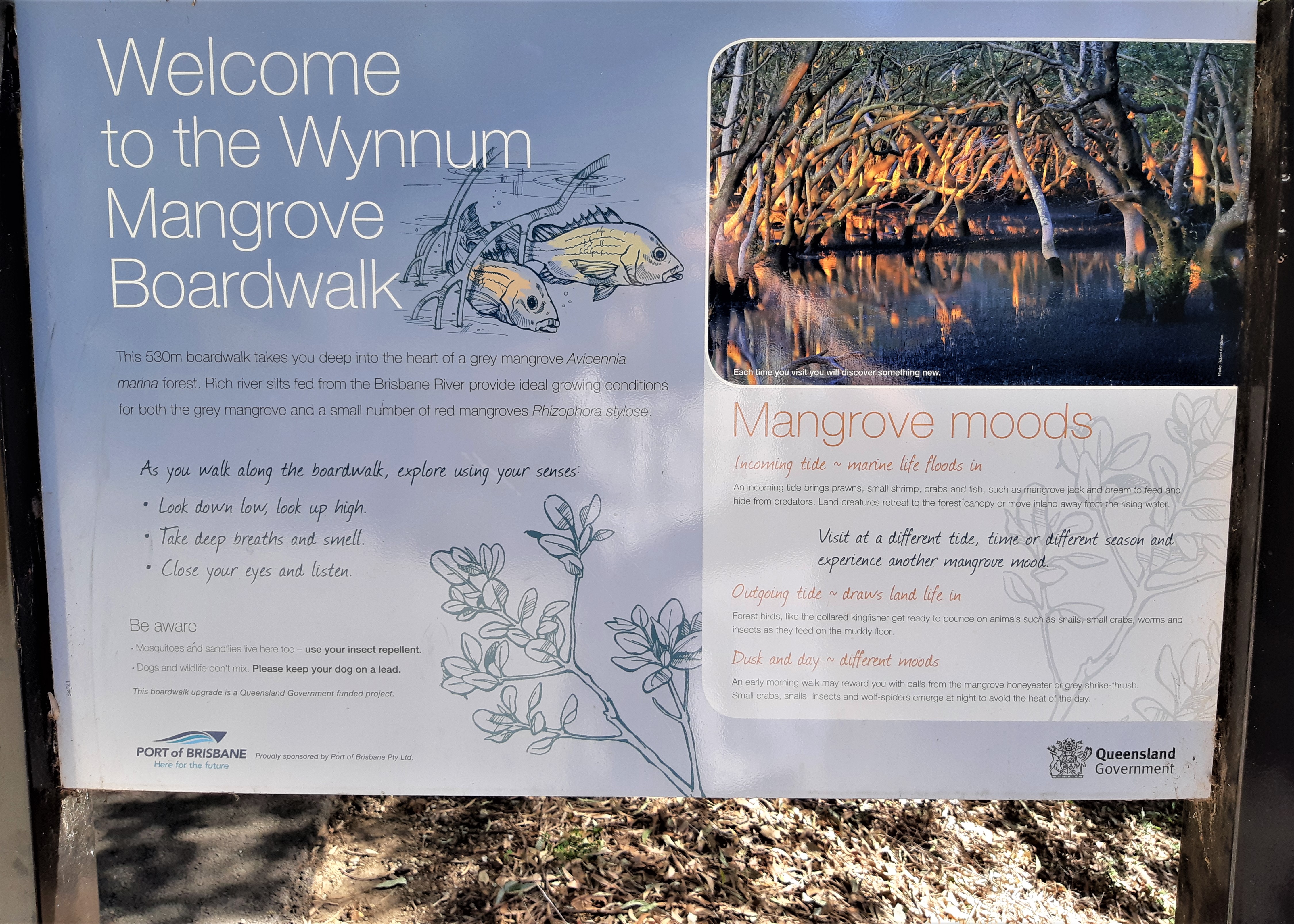 Welcome to Wynnum Mangrove Boardwalk